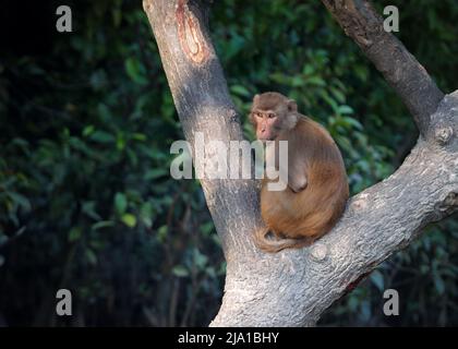 Il macaco di rhesus, scimmia di rhesus colloquialmente, è una specie di scimmia del Vecchio mondo.questa foto è stata presa da Sundarbans, Bangladesh. Foto Stock