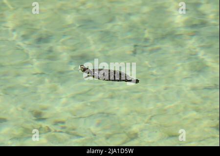 Vienna, Austria. Piccola tartaruga a cursore dalle orecchie rosse (Trachemys scripta elegans) nel parco acquatico Floridsdorf Foto Stock