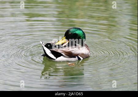 Vienna, Austria. Mallardo (Anas platyrhynchos) nel parco acquatico Floridsdorf Foto Stock