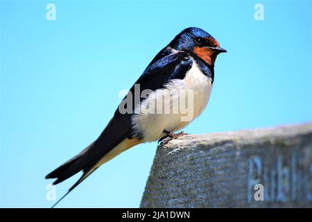 A Barn Swallow (Hirundo Rustica) Foto Stock