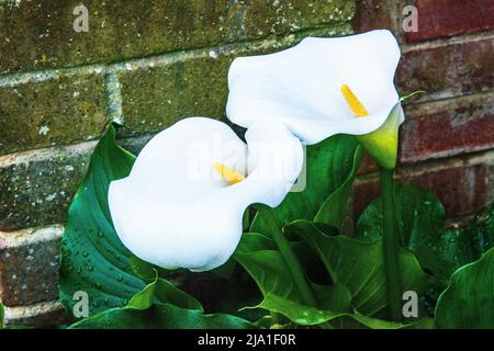 Asian Lily 'Crowborough' Foto Stock