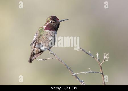Il colibrì di Anna (Calypte anna) in California arroccato su un cespuglio. Foto Stock