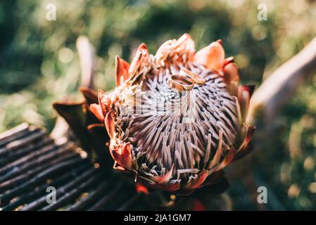 decorazioni per matrimoni protea. Foto di alta qualità Foto Stock