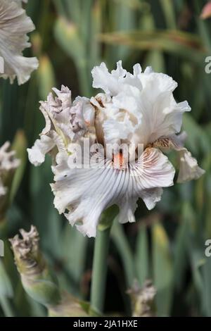 Iris 'Ghost Writer'. Foto Stock