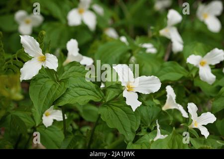 Primo piano di Una grande toppa bianca nel bosco in primavera in Ontario Canada Foto Stock