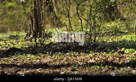 Red squirrel looking for food in a public park Foto Stock