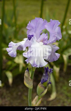 Iris 'Mary Frances'. Foto Stock