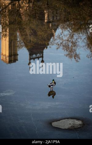 Anatra maschio solitario in piedi in acqua con il riflesso di vecchie case sullo sfondo Foto Stock