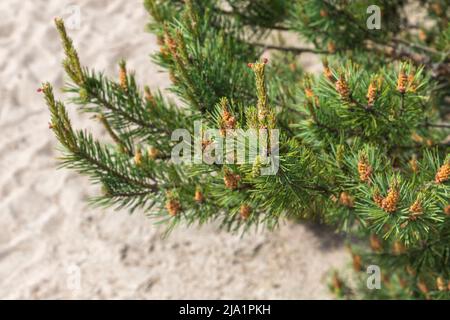 Ramo di pino con aghi verdi freschi e coni su terreno sabbioso Foto Stock