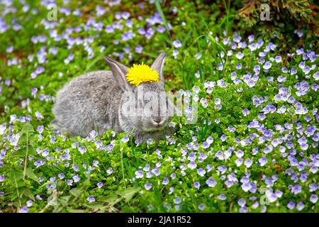 Un piccolo coniglio grigio con un dente di leone giallo sulla sua testa si siede in fiori blu in una giornata estiva soleggiata Foto Stock