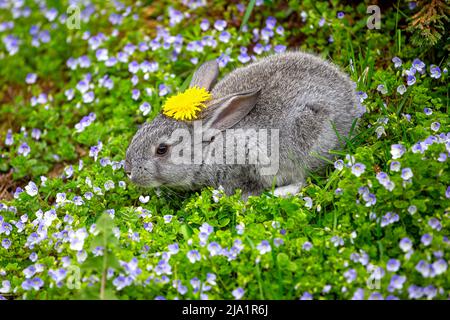 Un piccolo coniglio grigio con un dente di leone giallo sulla sua testa si siede in fiori blu in una giornata estiva soleggiata Foto Stock