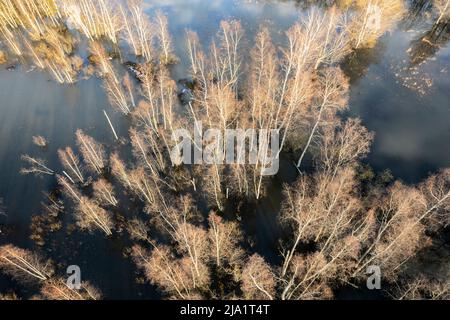 Foresta allagata dall'alto in Finlandia Foto Stock