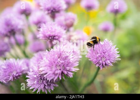 Bumblebee su graziosi fiori di erba cipollina selvaggia viola Foto Stock
