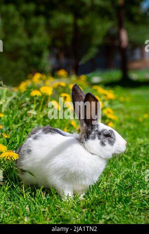 Un coniglio bianco con orecchie grigie siede sull'erba in dandelioni gialli in una giornata estiva soleggiata Foto Stock