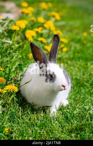 Un coniglio bianco con orecchie grigie siede sull'erba in dandelioni gialli in una giornata estiva soleggiata Foto Stock