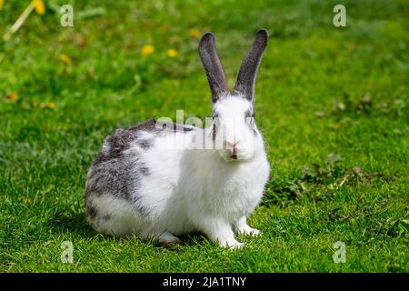 Un coniglio bianco con orecchie grigie siede sull'erba verde in una giornata estiva soleggiata Foto Stock