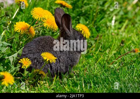 Un piccolo coniglio nero siede sull'erba in dandelioni gialli in una giornata estiva soleggiata Foto Stock