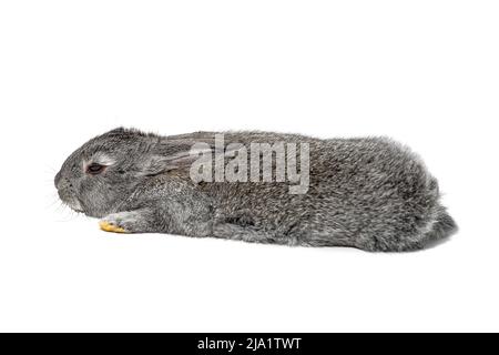 Un piccolo coniglio grigio si trova con le zampe distese, primo piano, isolato su sfondo bianco Foto Stock