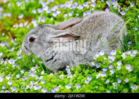 Un piccolo coniglio grigio siede in fiori blu in una giornata estiva soleggiata Foto Stock