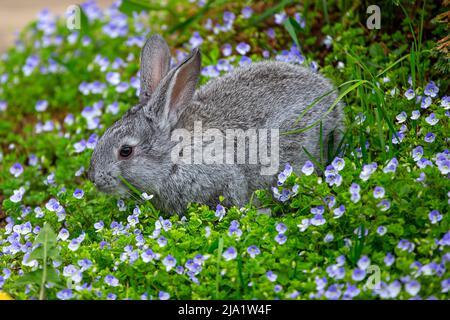 Un piccolo coniglio grigio siede in fiori blu in una giornata estiva soleggiata Foto Stock