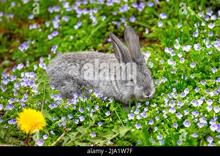 Un piccolo coniglio grigio siede in fiori blu in una giornata estiva soleggiata Foto Stock