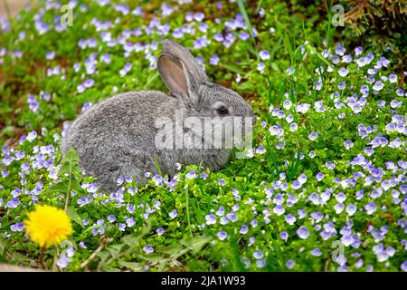 Un piccolo coniglio grigio siede in fiori blu in una giornata estiva soleggiata Foto Stock