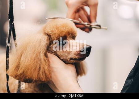 Taglio di capelli al barattino. Il maestro esegue il lavoro nel salone di cura. Foto Stock