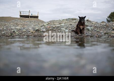 Triste homelessness cane seduto da solo sulla spiaggia di mare guardando l'acqua Foto Stock