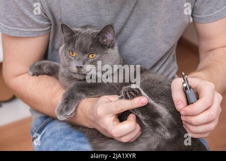 Un uomo taglia le griffe di un giovane gatto grigio con un tagliacartiglio. Chartreuse resiste. Foto Stock