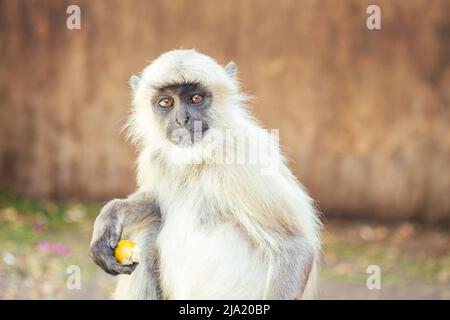 grande e bella scimmia grigia a jaipur Foto Stock