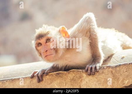 scimmia grigia a jaipur Foto Stock