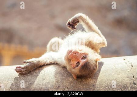 grande e bella scimmia grigia a jaipur Foto Stock