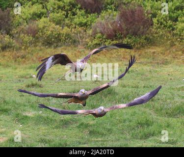 2022 maggio - Stazione di alimentazione Red Kite Foto Stock