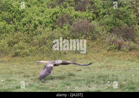 2022 maggio - Stazione di alimentazione Red Kite Foto Stock