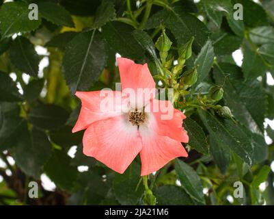 Impianto di rose di fronte a uno sfondo bianco Foto Stock