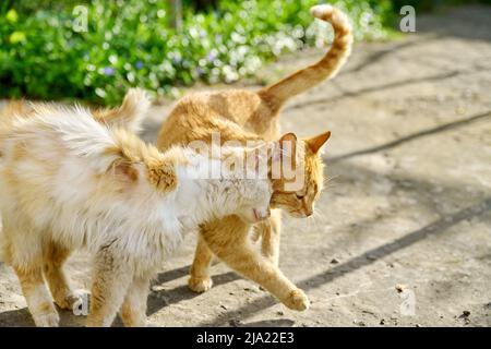 Due gatti zenzero rurale innamorati di essere amici e camminare insieme all'aperto Foto Stock