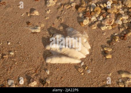 Primo piano della conchiglia fossilizzata di tridacna su una spiaggia di sabbia corallina nella zona surf. Mar Rosso, Egitto Foto Stock