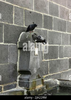 Piccioni bere da una fontana, Puy de Dome dipartimento, Auvergne Rhone Alpes, Francia Foto Stock