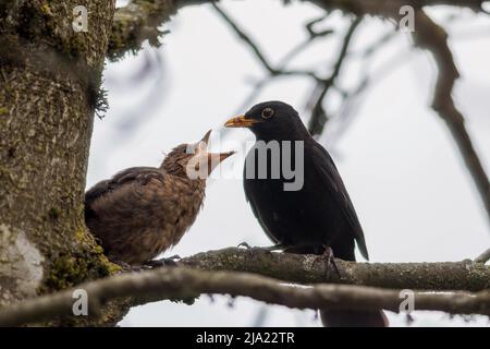 AMSEL Männchen oder Schwarzdrossel (Turdus merula) füttert Jungvogel, Kolbermoor, Bayern, Deutschland Foto Stock
