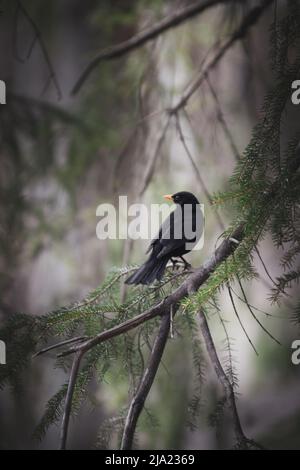 Blackbird nella foresta Foto Stock