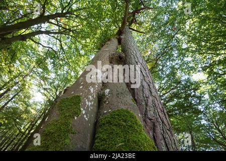 Darss primeval Forest, tre alberi che crescono insolitamente vicini insieme, Vorpommersche Boddenlandschaft National Park, Germania Foto Stock