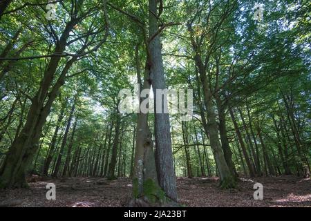 Darss primeval Forest, tre alberi che crescono insolitamente vicini insieme, Vorpommersche Boddenlandschaft National Park, Germania Foto Stock