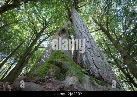 Darss primeval Forest, tre alberi che crescono insolitamente vicini insieme, Vorpommersche Boddenlandschaft National Park, Germania Foto Stock