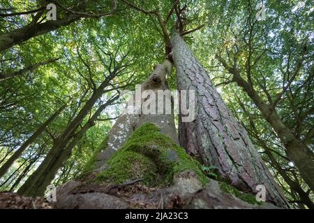 Darss primeval Forest, tre alberi che crescono insolitamente vicini insieme, Vorpommersche Boddenlandschaft National Park, Germania Foto Stock