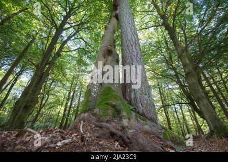 Darss primeval Forest, tre alberi che crescono insolitamente vicini insieme, Vorpommersche Boddenlandschaft National Park, Germania Foto Stock