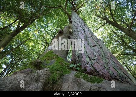 Darss primeval Forest, tre alberi che crescono insolitamente vicini insieme, Vorpommersche Boddenlandschaft National Park, Germania Foto Stock