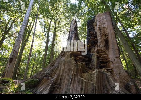 Ceppo di albero cresciuto con funghi nella foresta primordiale di Darss, legno morto come un importante piccolo biotopo per aumentare la biodiversità, Vorpommersche Foto Stock