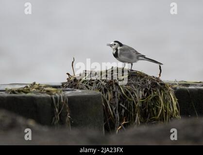 Pied Wagtail (Motacilla alba), alla ricerca di cibo nel flotsam, Darss, Meclemburgo-Pomerania occidentale, Germania Foto Stock