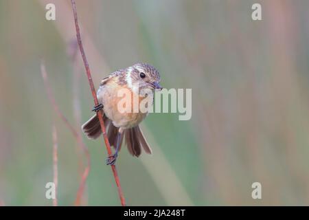 Stonechat (Saxicola rubicola), femmina con cibo nel suo becco seduto su una pianta di prato sottile, Parco Nazionale del Lago Neusiedl, Burgenland, Austria Foto Stock