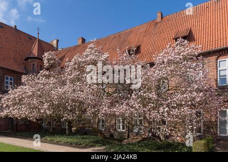 Magnolie fiorite (Magnolia), tulipani nel giardino del municipio, Lueneburg, bassa Sassonia, Germania Foto Stock